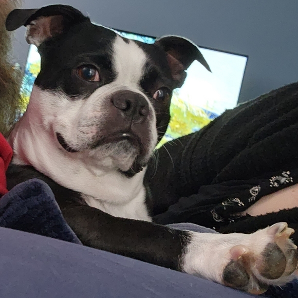 Meet your Posher, Lisa and Buddy - Picture 13 of 13